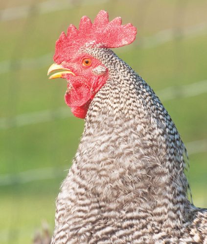 Join the Chicken Revolution